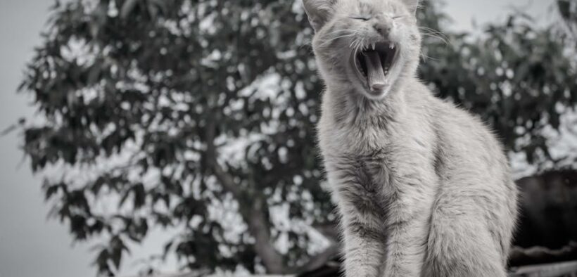 How to keep mouth checks calm for pets