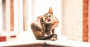 Cat itching causes common conditions and monitoring