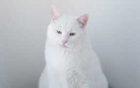 Cat appetite changes with loose stool digestive symptom