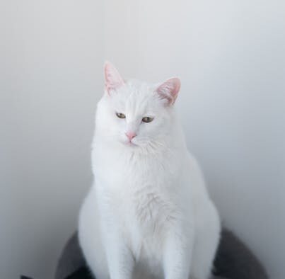 Cat appetite changes with loose stool digestive symptom