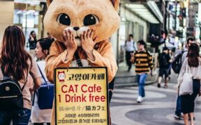 Cat constipation after stressful event digestive sign