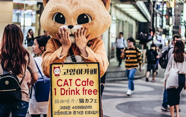 Cat constipation after stressful event digestive sign