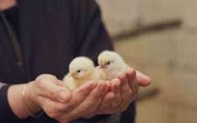 Gentle consent-based handling for pets