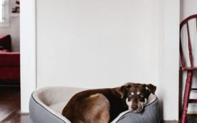 Preventing parasite outbreaks in dog households