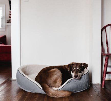 Dogs showing irritability when tired