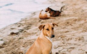 Hot dogs harmful to dogs