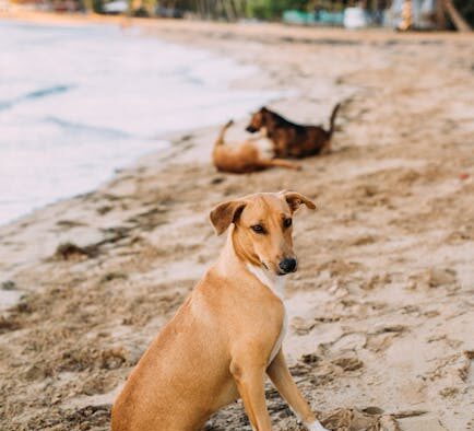 Hot dogs harmful to dogs