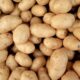Raw potatoes toxic dogs