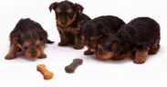 Toxic baby foods for dogs