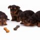 Foods toxic to puppies