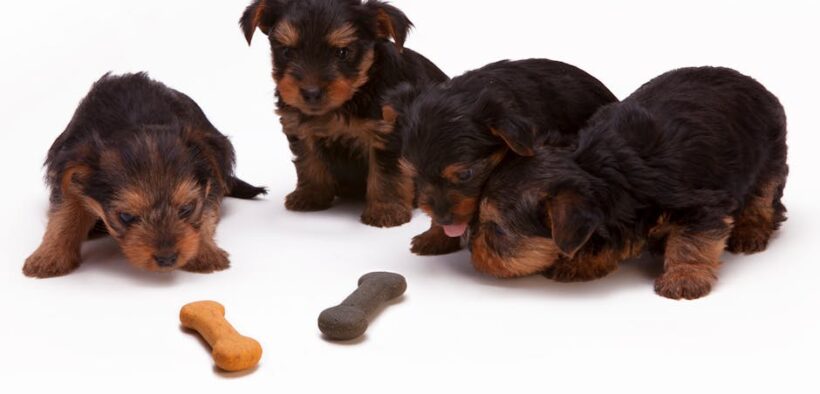 Foods toxic to puppies
