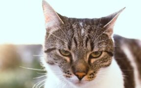 Handling training for cat paws and nails