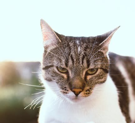 Handling training for cat paws and nails