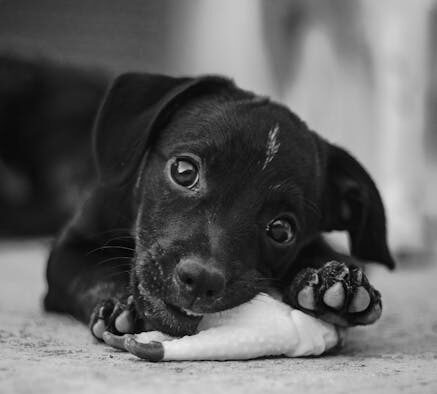 Understanding Chewing Comfort in Pets