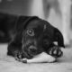 Understanding Chewing Comfort in Pets