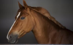 Pet urine with strong smell