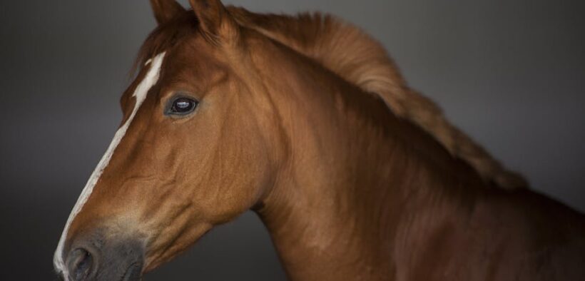 Pet urine with strong smell