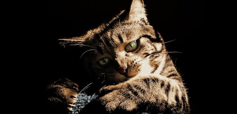 Cat vomiting after intense play digestive symptom overview