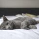 Preventing poisoning in cats household dangers to avoid