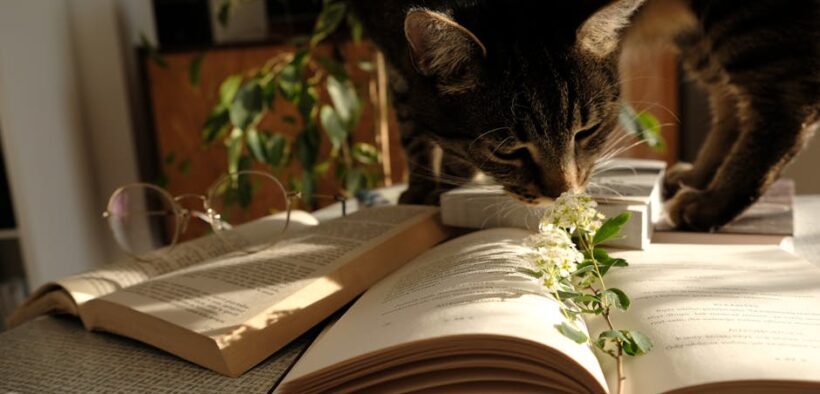 Feline calicivirus vaccine information for cat parents