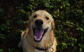 Pet teeth awareness basics