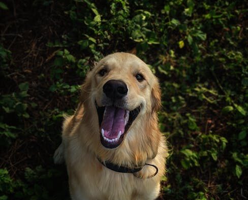 Pet teeth awareness basics