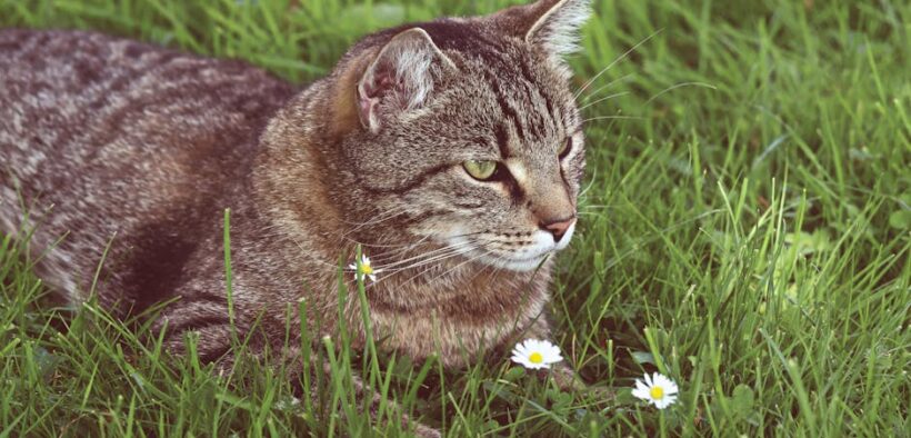 Adapting Grooming Environment for Pets