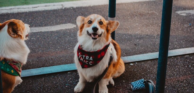 Dogs Showing Discomfort Around Visitors’ Pets