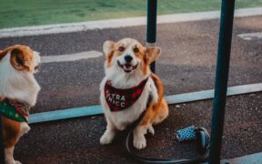 Dogs showing irritation during overhandling