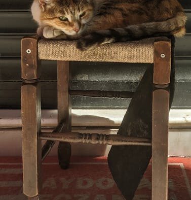 Cat not passing stool for days signs and urgent concerns