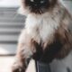 Long coat grooming basics for cats