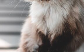 Preventing grooming related injuries in long haired cats