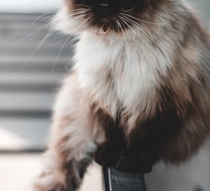 Preventing grooming related injuries in long haired cats