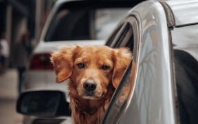 New pet anxiety in dogs