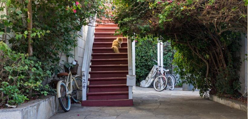 Kitten proofing your home essential steps