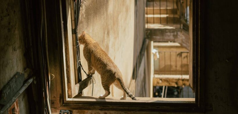 Age-related urinary issues cats