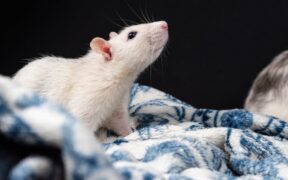 Managing Tangles in Pets Safely