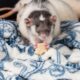 Changes in Pet Chewing Behaviour