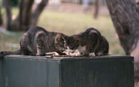 Feeding guide for structured meal cats
