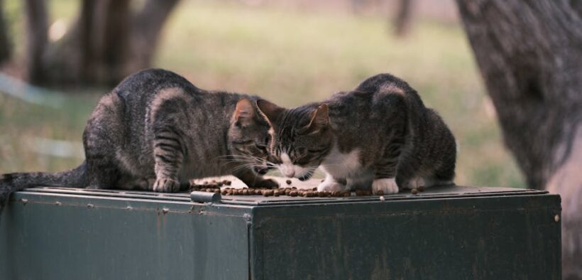 Feeding guide for structured meal cats