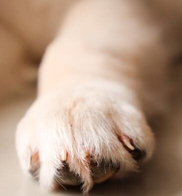 Supplements for soft paw pads on rough surfaces dogs