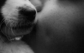 Pet Dental Care and Head Shyness