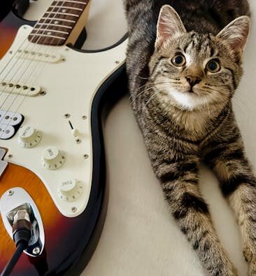 Gag sound without cough pets