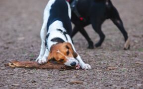 Basic training for dogs who bark a lot