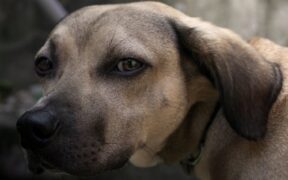 Dog itchy ears skin symptoms and what to monitor