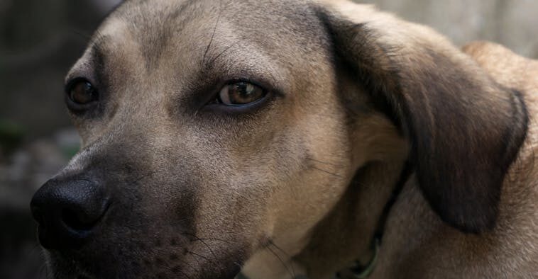 Dog itchy ears skin symptoms and what to monitor