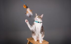 Cat loose stool after new snacks digestive reaction