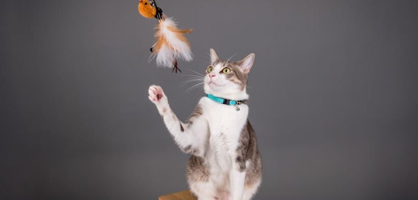 Cat loose stool after new snacks digestive reaction