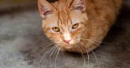 Transitional anxiety in adopted cats