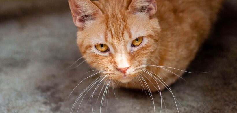 Supplements for newly adopted cats